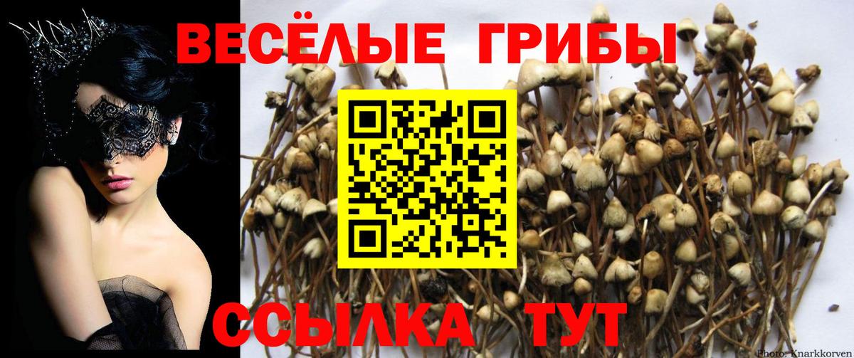 Кириши  Псилоцибиновые грибы ЛСД  Вход с VPN 